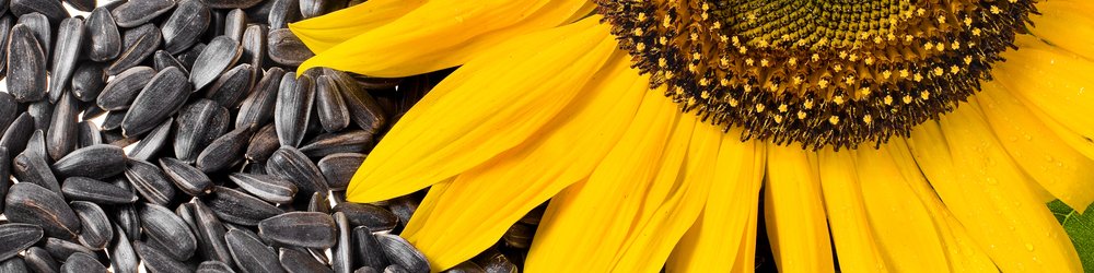 sólblómafræ_59286190